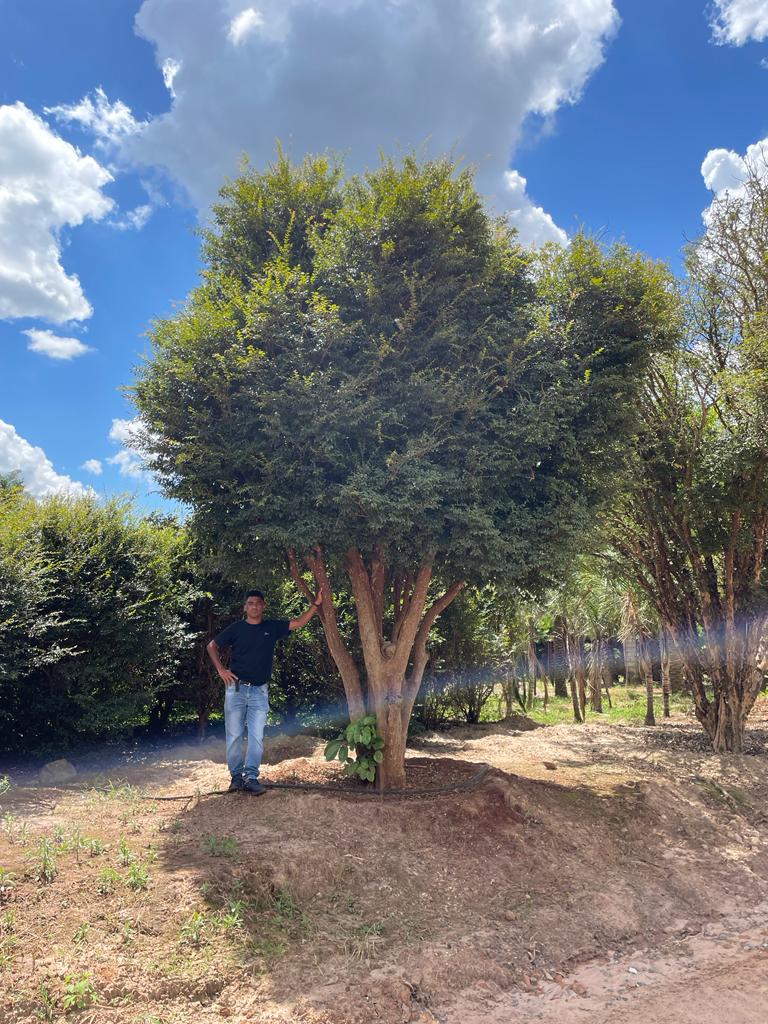 Árvores Frutíferas Adultas: Vantagens para Pomares Domésticos