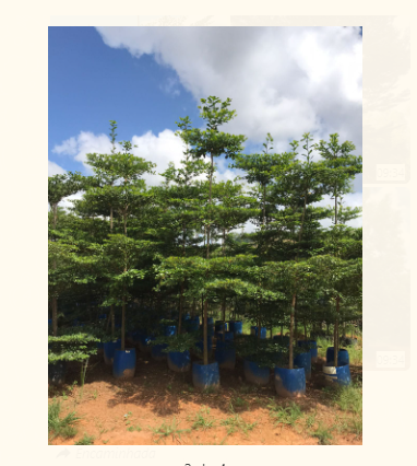 Sete copas africana adulta