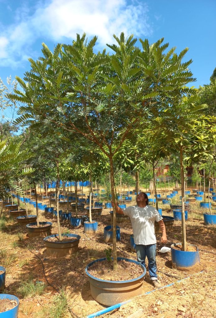 Árvore Felícia para plantar, adulta