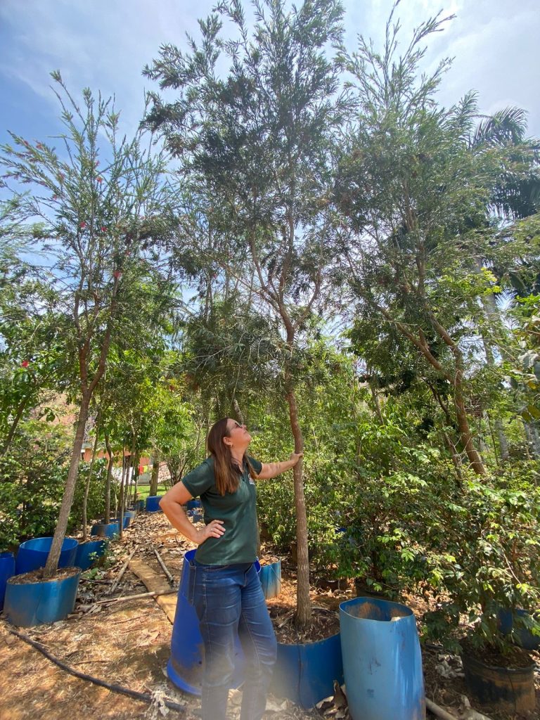 Escova de garrafa, adulta , para replante