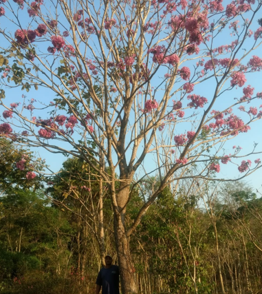ipê rosa árvore adulta