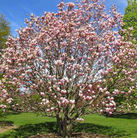 Magnólia árvore adulta para replantio